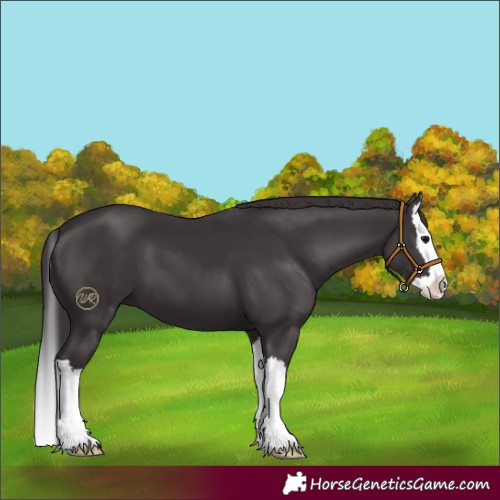 Horse Color:Smoky Black Splash 