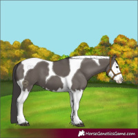 Horse Color:Smoky Grullo Splash Tobiano 