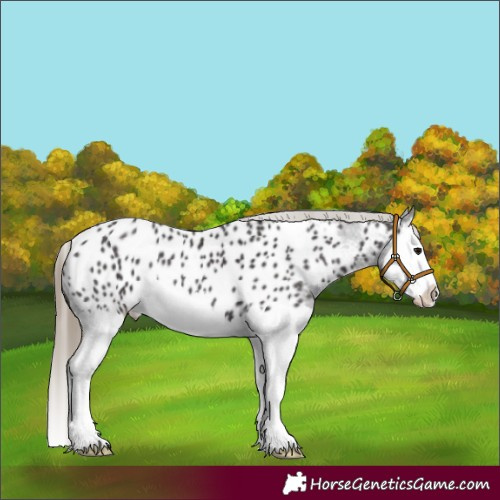 Horse Color:Smoky Black Splash Near Leopard