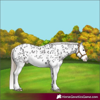 Horse Color:Smoky Black Splash Near Leopard 
