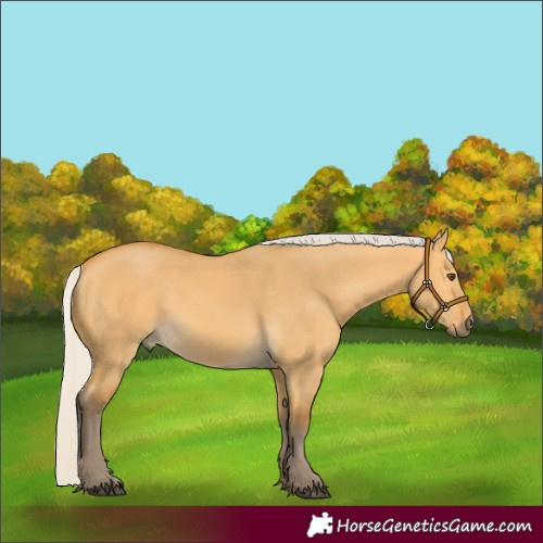 Horse Color:Silver Buckskin Dun 