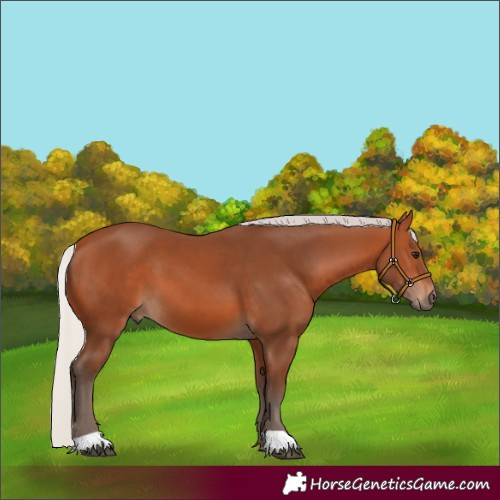 Horse Color:Silver Bay 