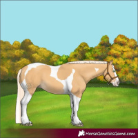 Horse Color:Gold Cream Champagne Splash Tobiano