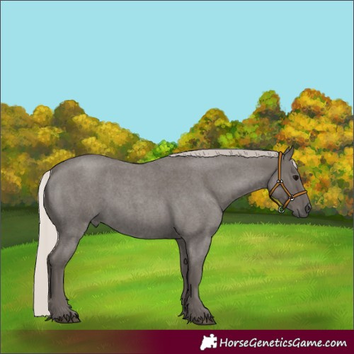 Horse Color:Silver Blue Roan 