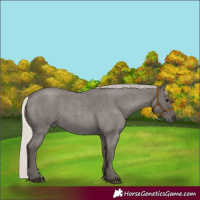 Horse Color:Silver Blue Roan 