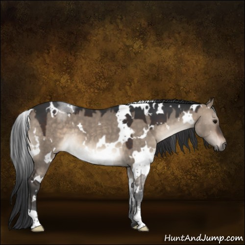 Horse Color:White Spotted Brown Dun 