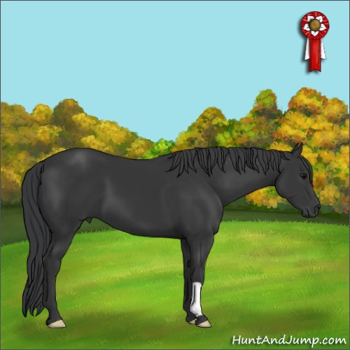 Horse Color:Black 