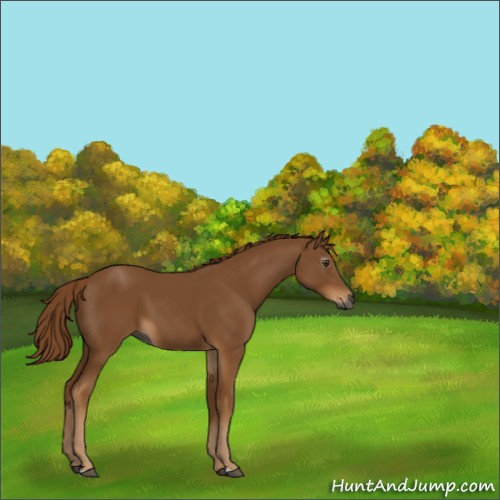 Horse Color:Gray Chestnut 
