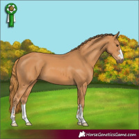 Horse Color:Chestnut 