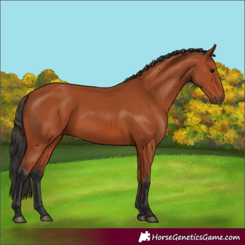Horse Color:Bay 