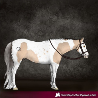 Horse Color:Bay Dun Splash Tobiano Rabicano