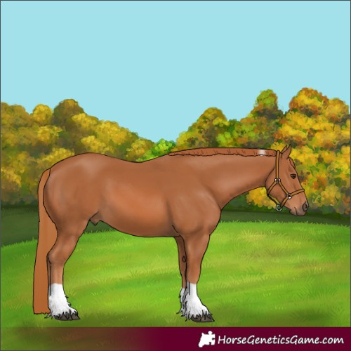 Horse Color:Chestnut Tobiano 