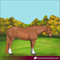 Horse Color:Chestnut Tobiano