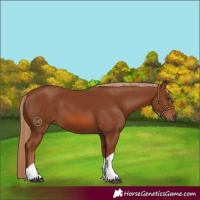 Horse Color:Chestnut Tobiano