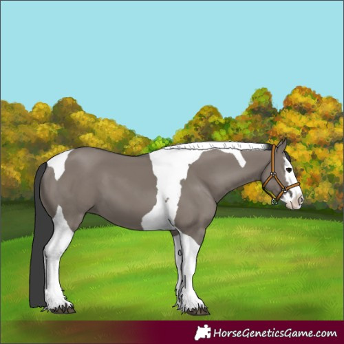 Horse Color:Grullo Splash Tobiano 