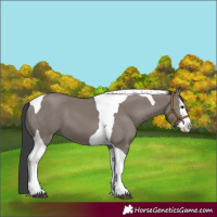 Horse Color:Grullo Splash Tobiano 