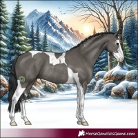 Horse Color:Grullo Sabino Tobiano Rabicano
