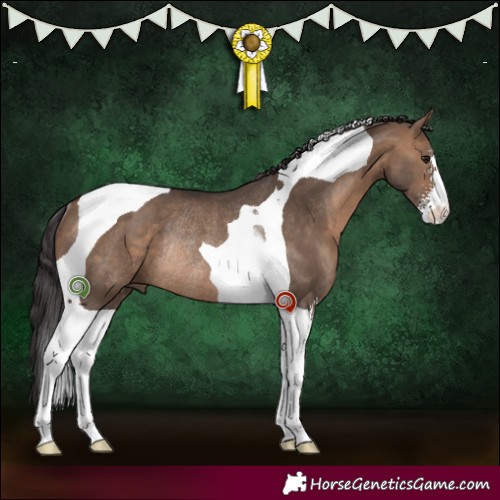 Horse Color:Brown Dun Sabino Tobiano Rabicano 