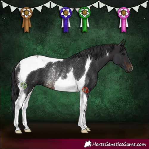 Horse Color:Brown Tobiano Rabicano 