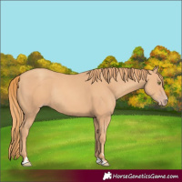 Horse Color:Gold Champagne Rabicano 