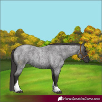 Horse Color:Smoky Blue Roan Tobiano