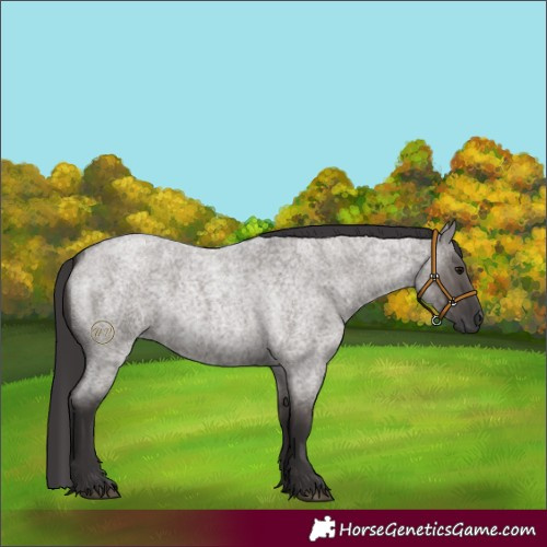 Horse Color:Smoky Grullo Roan 