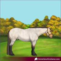 Horse Color:Buckskin Roan Dun 