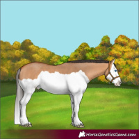 Horse Color:Bay Dun Splash 