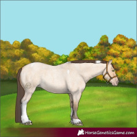 Horse Color:Amber Champagne Roan Dun Tobiano 