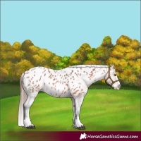Horse Color:Bay Roan Splash Appaloosa 