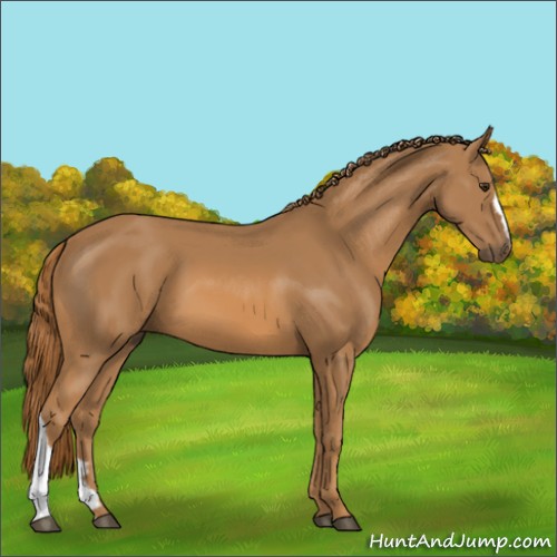 Horse Color:Unknown 