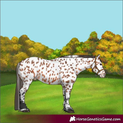 Horse Color:Bay Appaloosa 