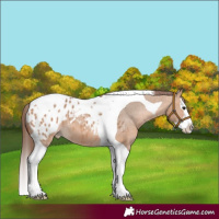 Horse Color:Bay Dun Splash Tobiano Appaloosa 
