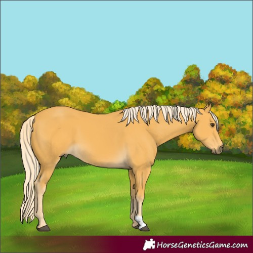 Horse Color:Palomino 