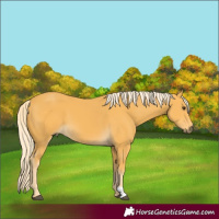 Horse Color:Palomino