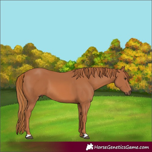 Horse Color:Chestnut 