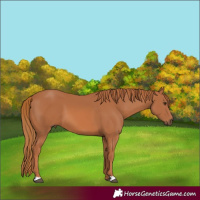 Horse Color:Chestnut 
