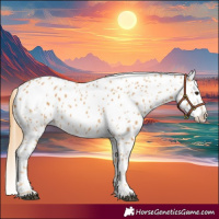 Horse Color:Chestnut Appaloosa 