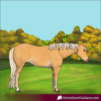 Horse Color:Palomino 