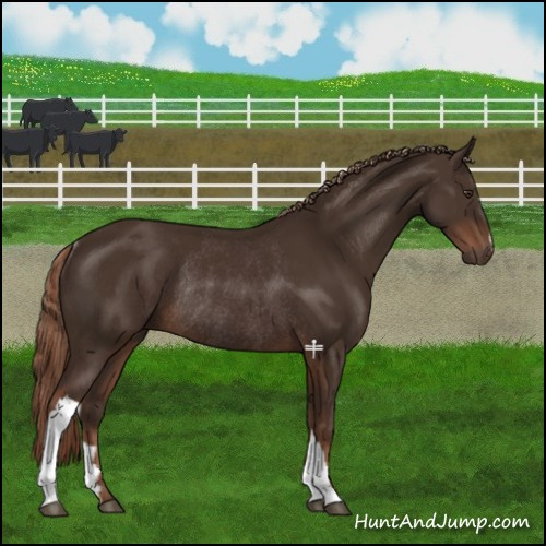 Horse Color:Liver Chestnut Rabicano 