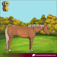 Horse Color:Chestnut 