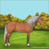 Horse Color:Silver Brown Appaloosa