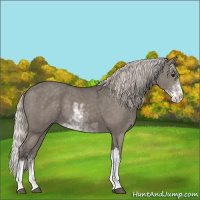 Horse Color:Silver Grullo Sabino Appaloosa