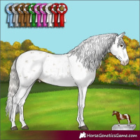 Horse Color:Silver Smoky Grullo Sabino 