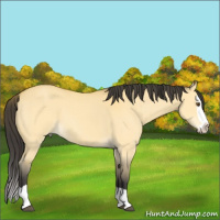 Horse Color:Buckskin Dun Splash