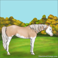 Horse Color:Silver Buckskin Pearl Splash 