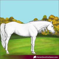 Horse Color:Gray Black 