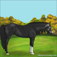 Horse Color:Gray Black 