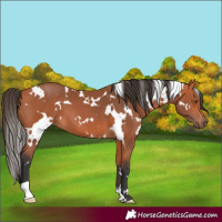 Horse Color:White Spotted Bay 