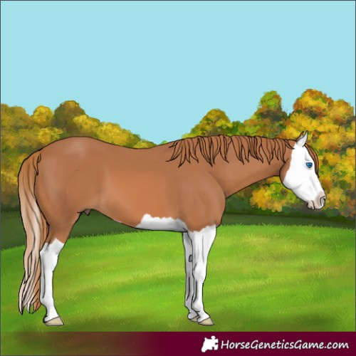 Horse Color:Unknown 